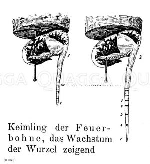 Feuerbohnenkeimling Zeichnung/Illustration