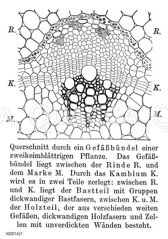 Gefäßbündel, Querschnitt Quagga Illustrations