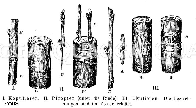 Kopulieren, Pfropfen, Okulieren Quagga Illustrations