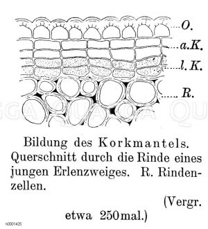 Korkmantel Zeichnung/Illustration