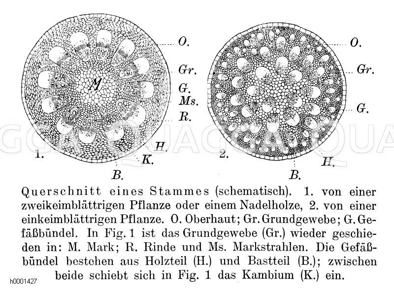 Stammquerschnitt Zeichnung/Illustration