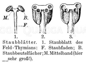 Staubblätter