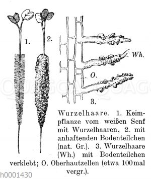 Wurzelhaare [Digital]