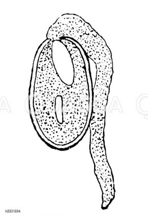 Blütenstaubkorn Zeichnung/Illustration