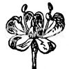 Asteraceenblüte Zeichnung/Illustration