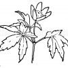 Anemone Zeichnung/Illustration