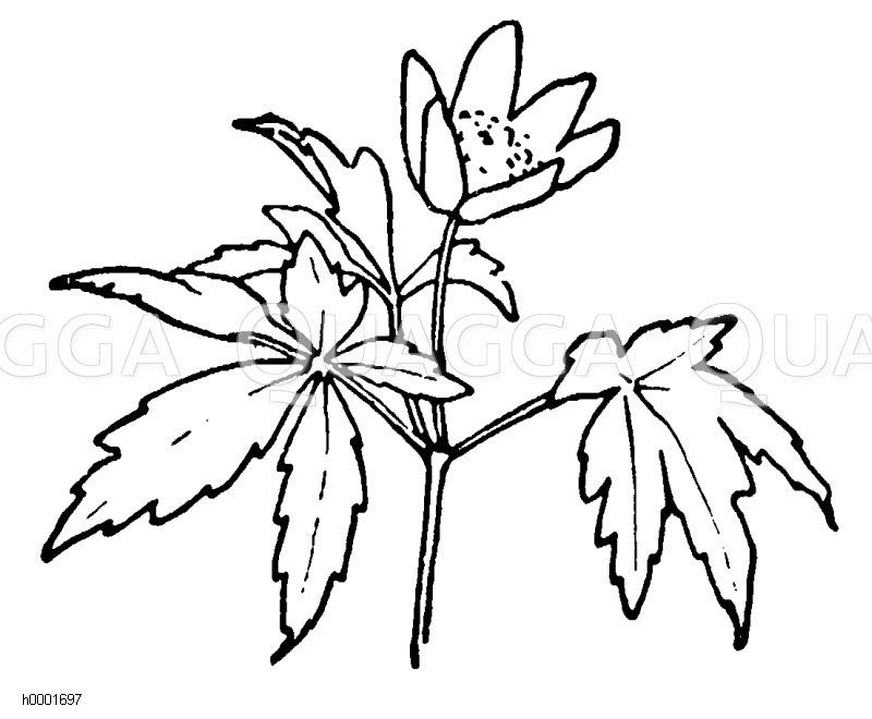Anemone Zeichnung/Illustration