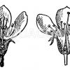 Pomeae-Blüte und Pruneae-Blüte Zeichnung/Illustration