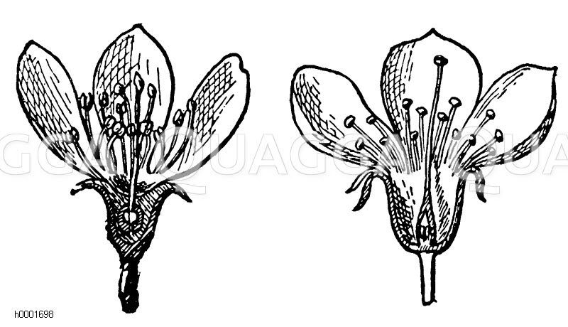 Pomeae-Blüte und Pruneae-Blüte Zeichnung/Illustration