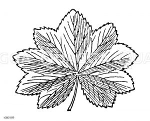 Frauenmantel: Blatt Zeichnung/Illustration