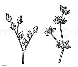 Juncaceae - Binsengewächse
