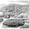 Korallenriff an der Küste vor Australien Zeichnung/Illustration