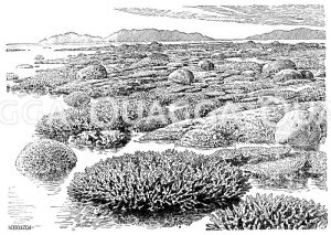 Korallenriff an der Küste vor Australien Zeichnung/Illustration