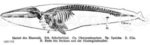 Skelett des Blauwals Zeichnung/Illustration