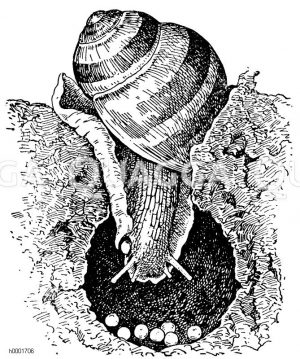 Eierlegende Weinbergschnecke Zeichnung/Illustration