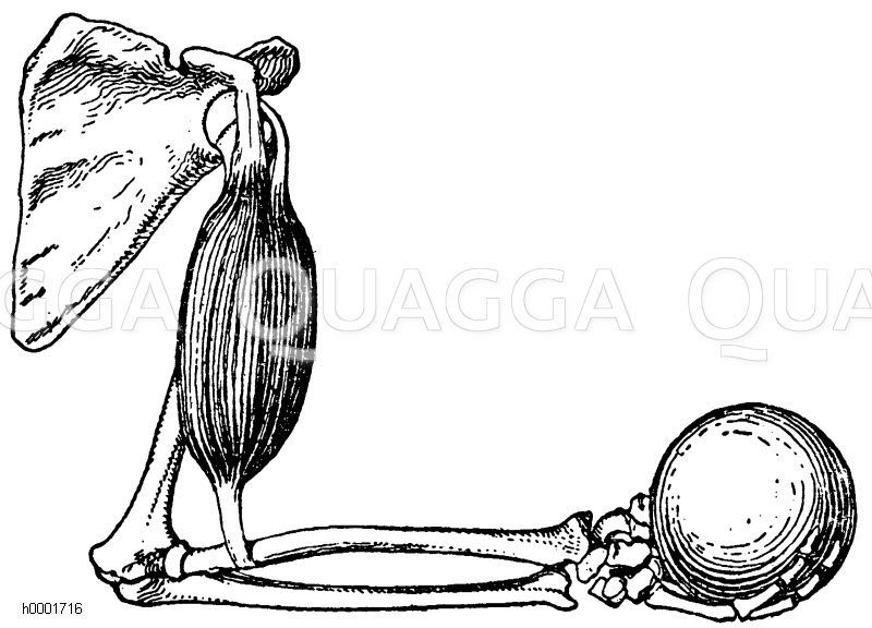 Mensch: Arm mit gebeugtem Unterarm Zeichnung/Illustration