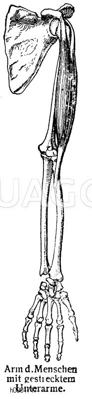 Mensch: Arm Zeichnung/Illustration