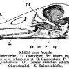 Vogelschädel Zeichnung/Illustration