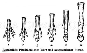 Vorderfüße pferdeähnlicher Tiere und ausgestorbener Pferde Zeichnung/Illustration