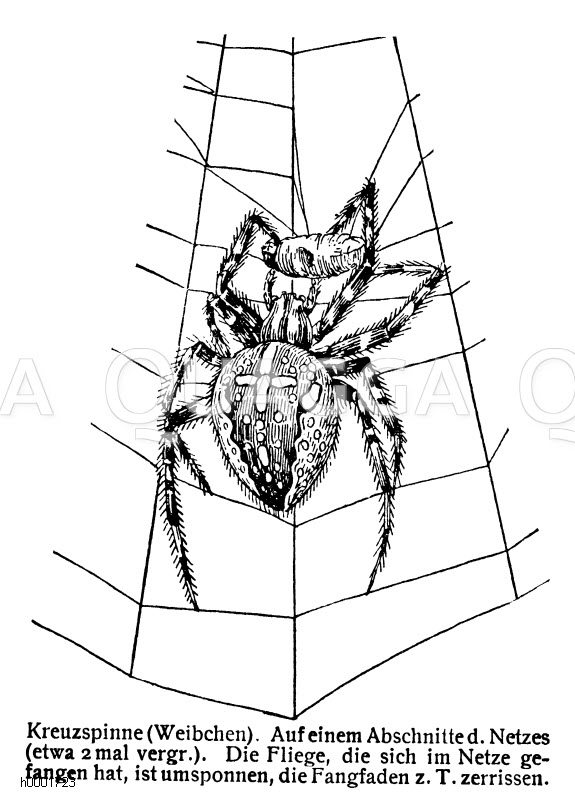 Kreuzspinne: Weibchen Zeichnung/Illustration