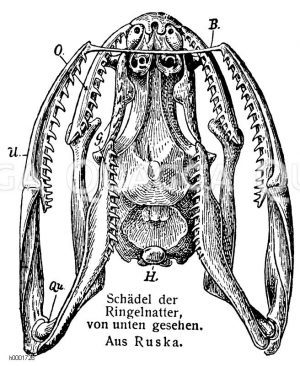 Schädel der Ringenatter Zeichnung/Illustration