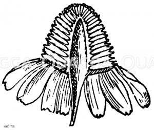 Echte Kamille: Blütenquerschnitt Zeichnung/Illustration