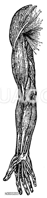 Muskeln des menschlichen Arms Zeichnung/Illustration