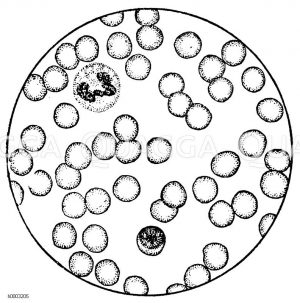 Blut bei mikroskopischer Betrachtung Zeichnung/Illustration