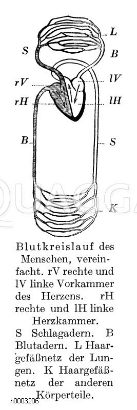 Blutkreislauf des Menschen Zeichnung/Illustration