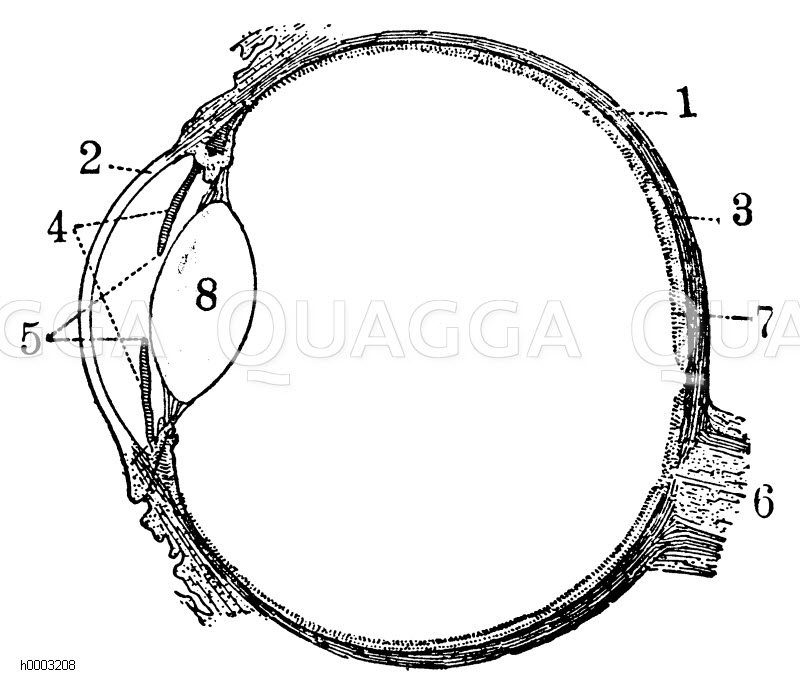 Bau des menschlichen Augapfels Zeichnung/Illustration