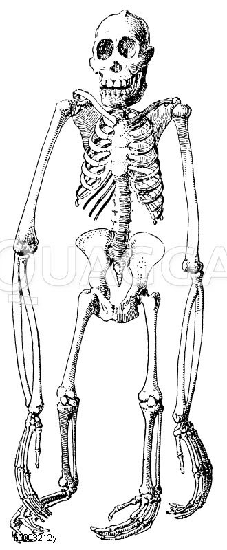 Orang-Utan: Skelett Zeichnung/Illustration