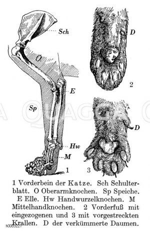 Vorderbein und Füße der Hauskatze Zeichnung/Illustration
