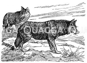 Schakal Zeichnung/Illustration