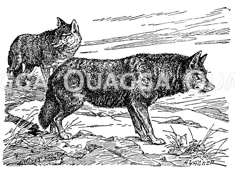 Schakal Zeichnung/Illustration
