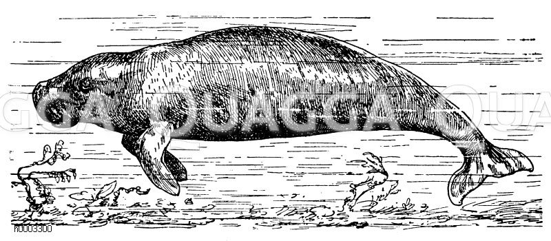 Indische Seekuh Zeichnung/Illustration