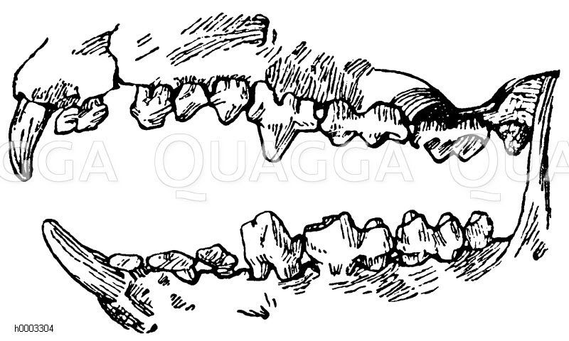 Igel: Gebiss Zeichnung/Illustration