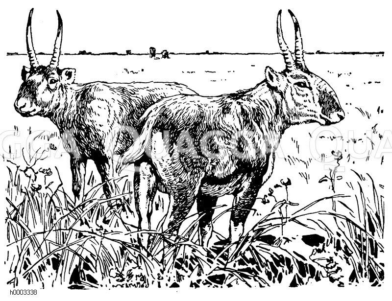 Saiga-Antilope Zeichnung/Illustration