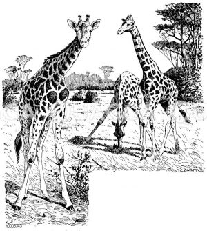 Giraffe Zeichnung/Illustration