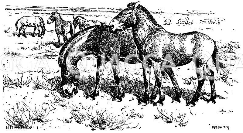 Przewalski Wildpferd Zeichnung/Illustration