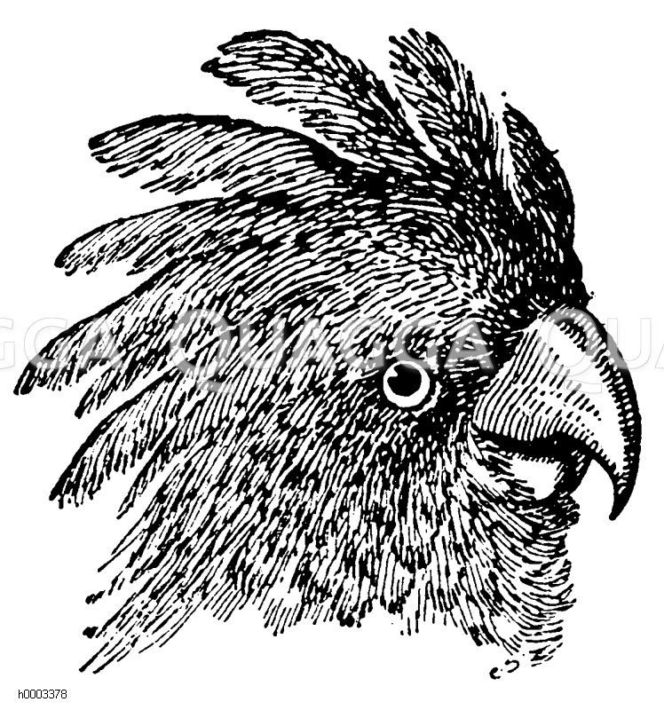 Kakadu: Kopf Zeichnung/Illustration