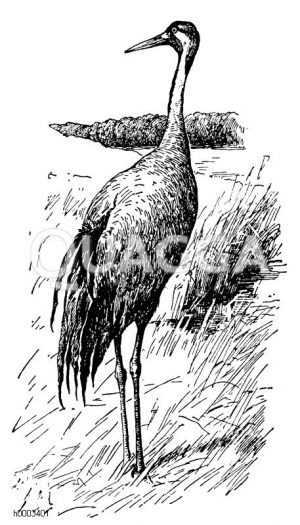 Kranich Zeichnung/Illustration