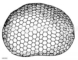 Maikäfer: Augenoberfläche Zeichnung/Illustration