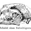Säbelzahntiger: Schädel Zeichnung/Illustration
