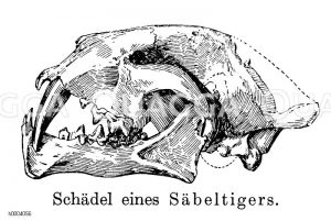 Säbelzahntiger: Schädel Zeichnung/Illustration