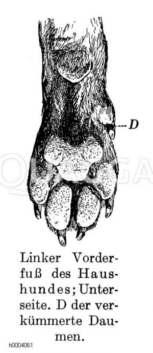 Haushund: Vorderfuß Zeichnung/Illustration