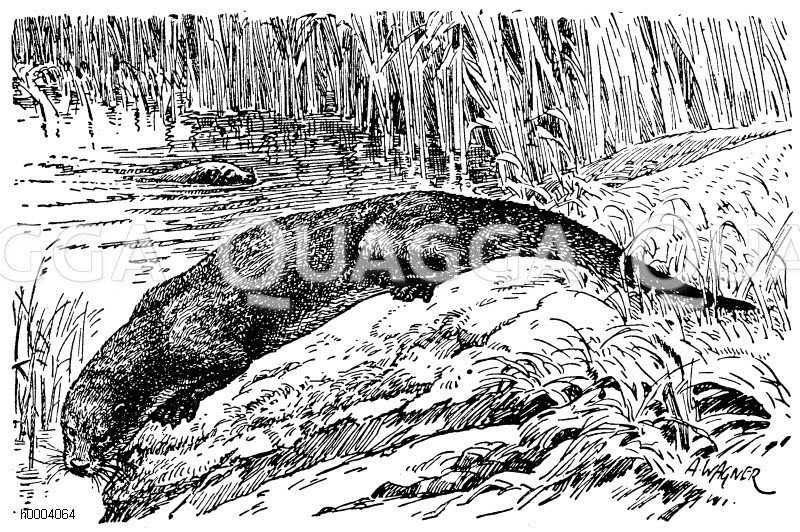 Fischotter Zeichnung/Illustration