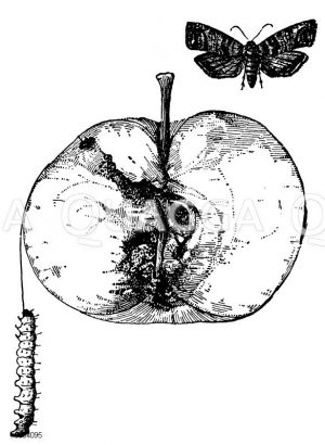 Apfelwickler und von der Raupe zerstörter Apfel