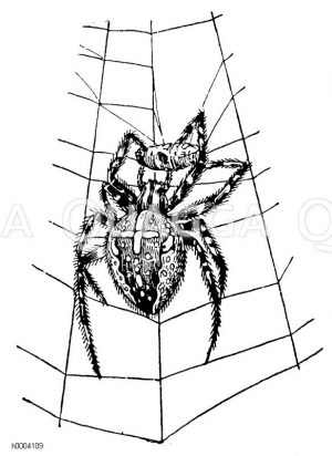 Kreuzspinne mit gefangener und umsponnener Fliege Zeichnung/Illustration