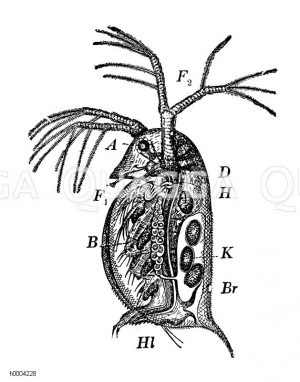 Wasserfloh Zeichnung/Illustration