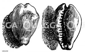 Kaurischnecke Zeichnung/Illustration